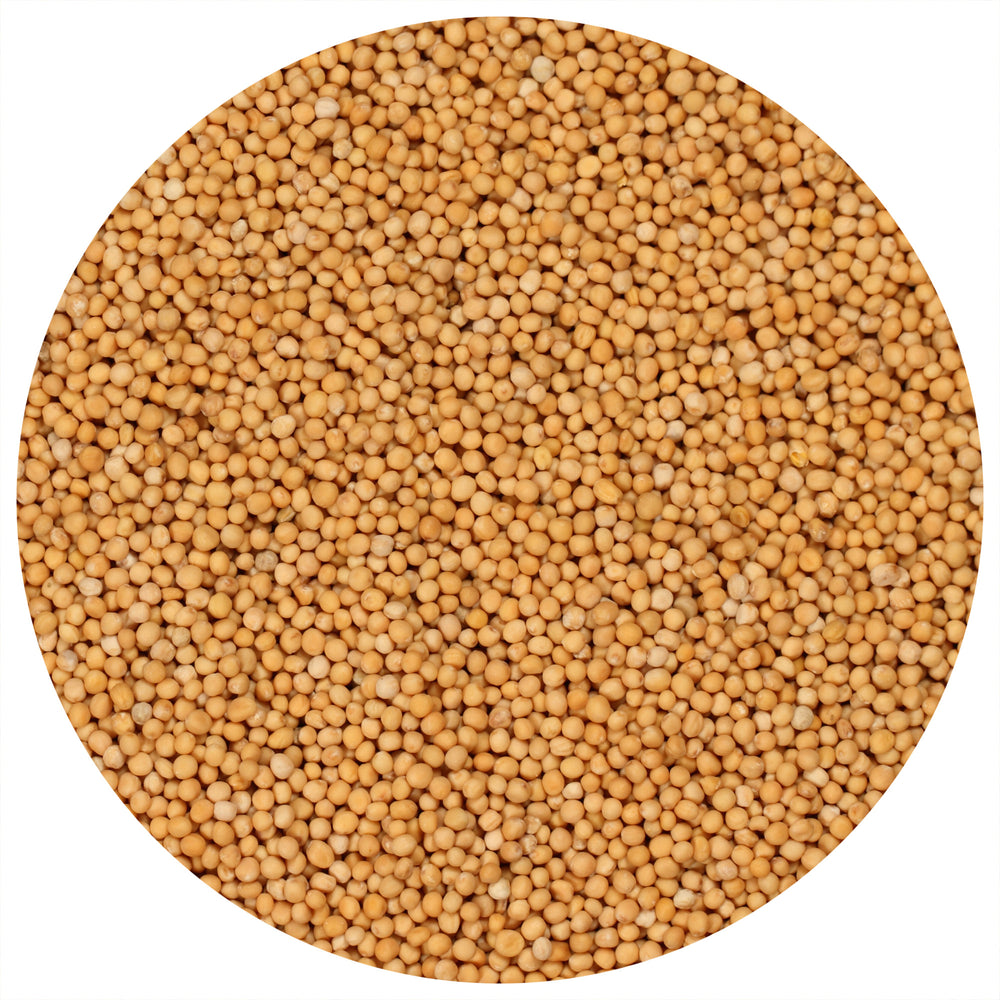 Yellow Mustard Seeds Whole