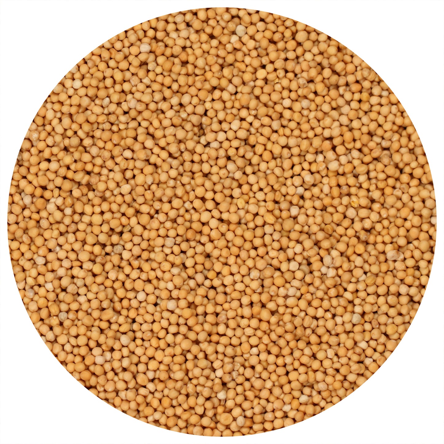 Yellow Mustard Seeds Whole