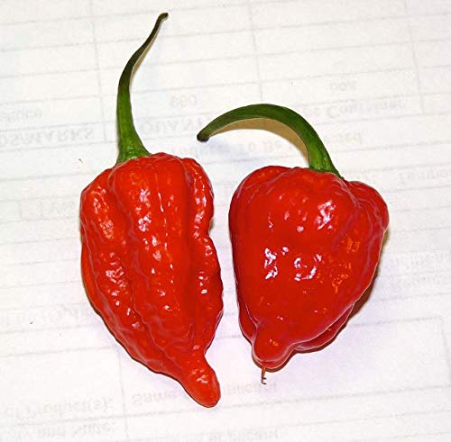 
                  
                    Load image into Gallery viewer, The Spice Lab Ghost Pepper Salt (Naga Jolokia) - 4237
                  
                