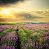 The Spice Lab Whole Lavender Flowers "Super Blue”– All-Natural Non-GMO Gluten-Free - 5090