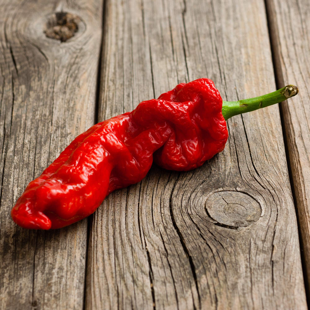 
                      
                        Smoked Ghost Pepper Sea Salt
                      
                    