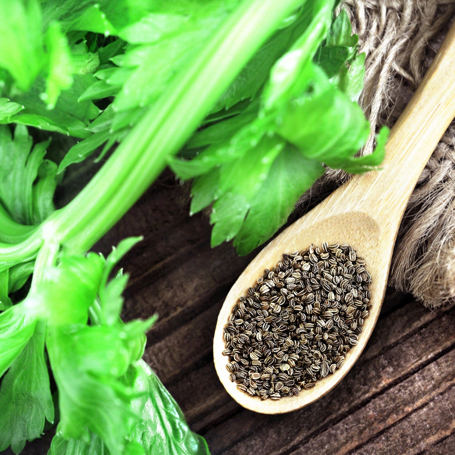 plant celery seeds Celery Seeds (Whole)