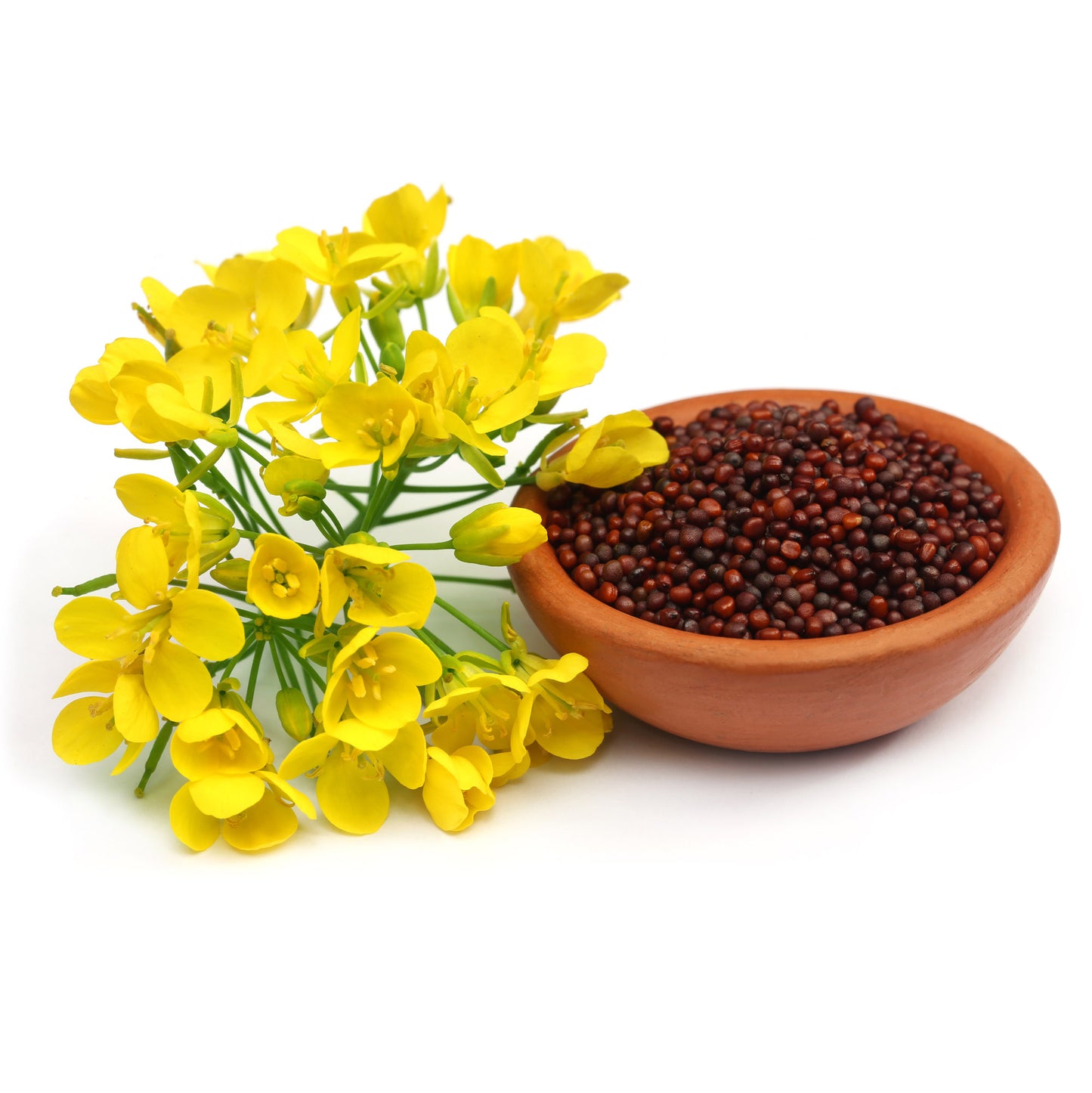 mustard flower seeds Brown Mustard Seeds (Whole) – The Spice Lab