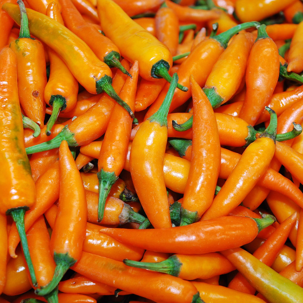 
                      
                        Aji Amarillo Chili Powder
                      
                    